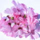 Malva regina (Malva trimestris)