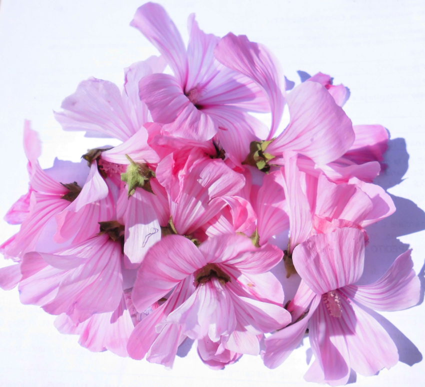Malva regina (Malva trimestris)