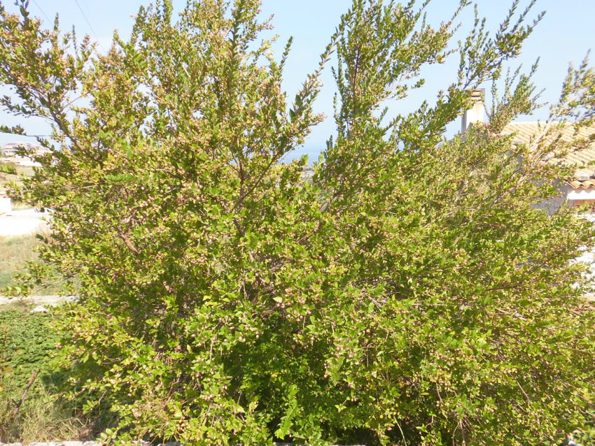 Mirto (Myrtus communis)