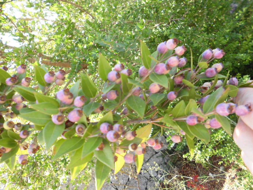 Mirto (Myrtus communis)