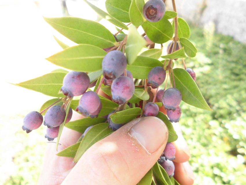 Mirto (Myrtus communis)