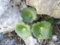 Ombelico di Venere (Umbilicus Rupestris) foglie