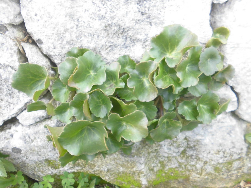 Ombelico di Venere (Umbilicus rupestris)