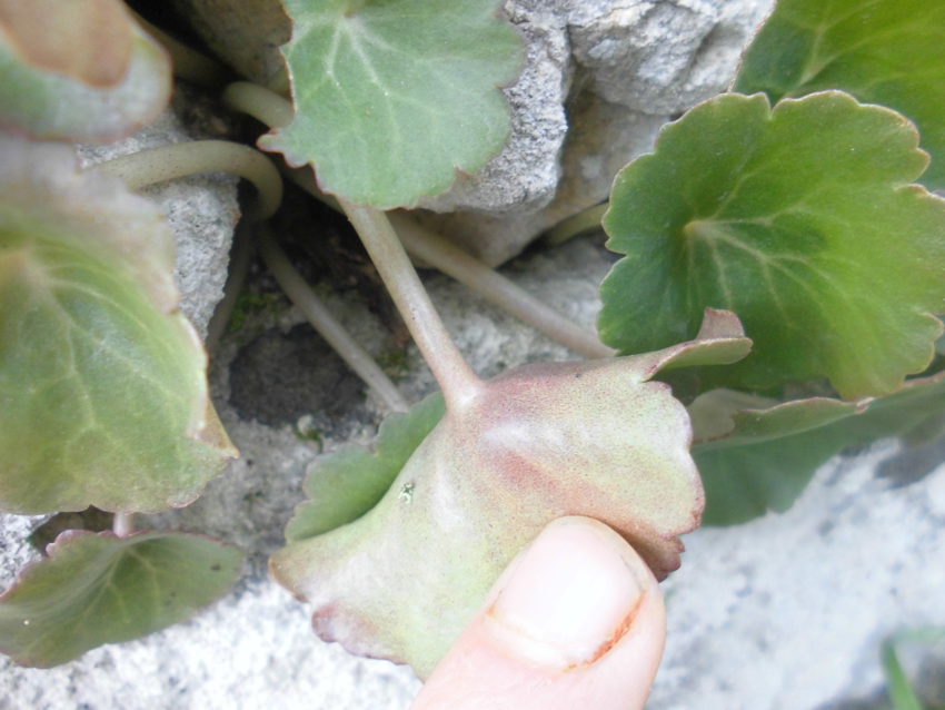 Ombelico di Venere (Umbilicus rupestris)