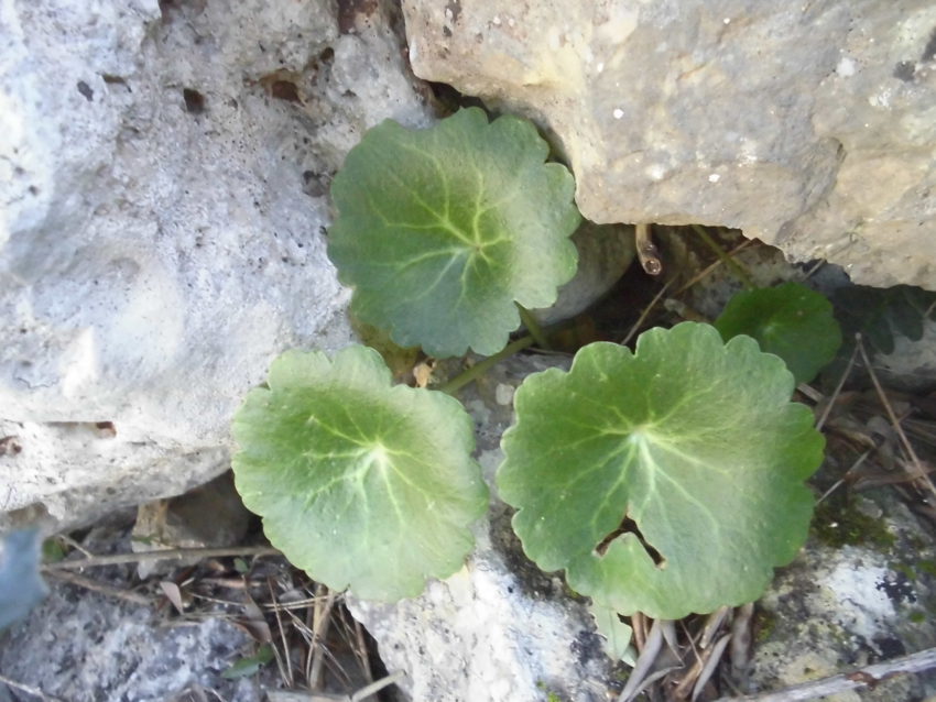 Ombelico di Venere (Umbilicus rupestris)