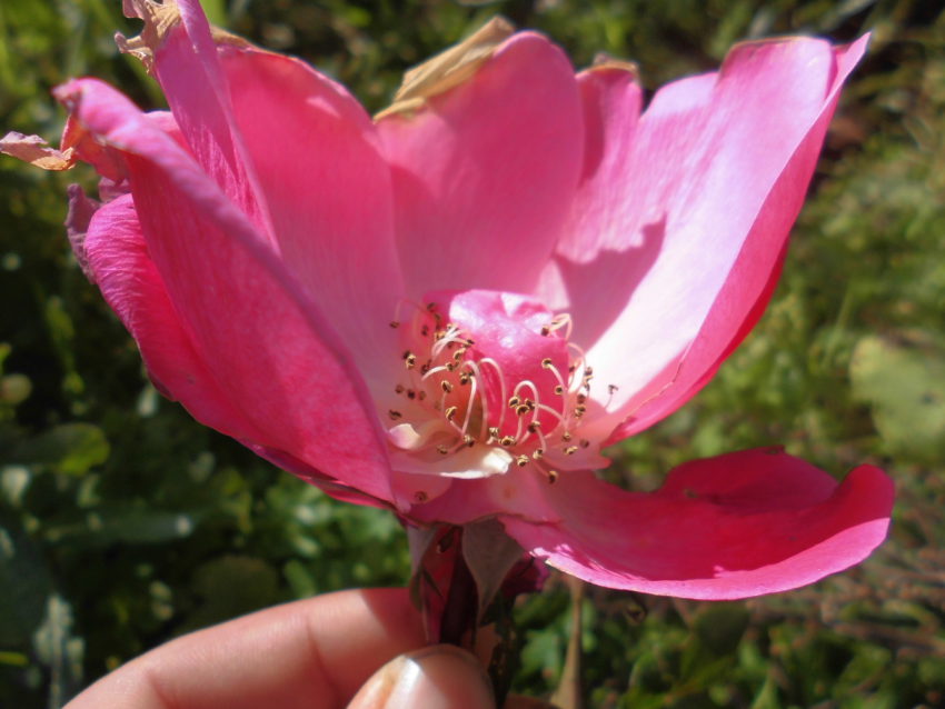 Rosa di Damasco (Rosa damascena)