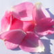 Rosa di Damasco (Rosa damascena)