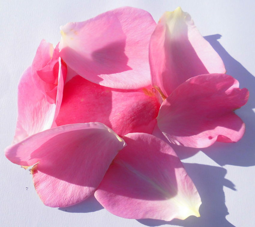 Rosa di Damasco (Rosa damascena)