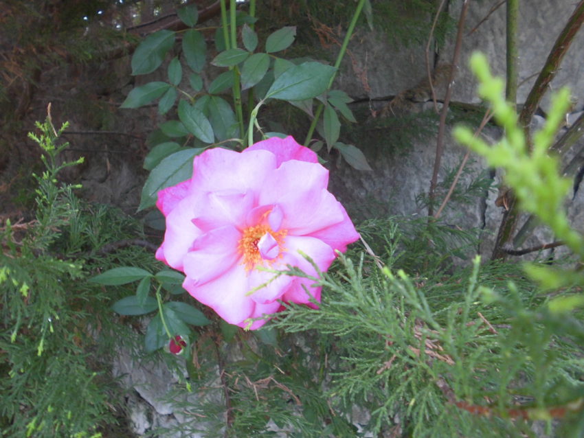 Rosa di Damasco (Rosa damascena)