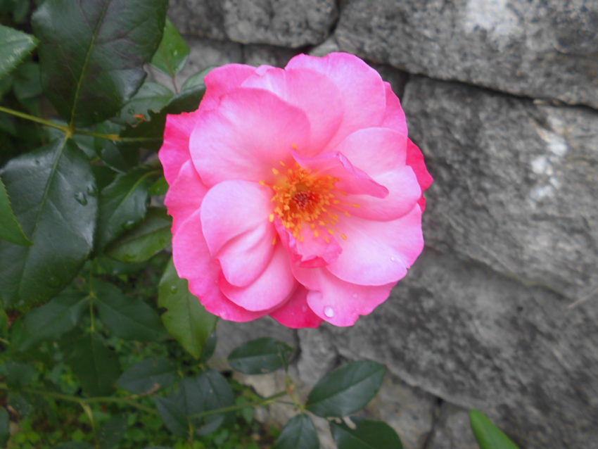 Rosa di Damasco (Rosa damascena)
