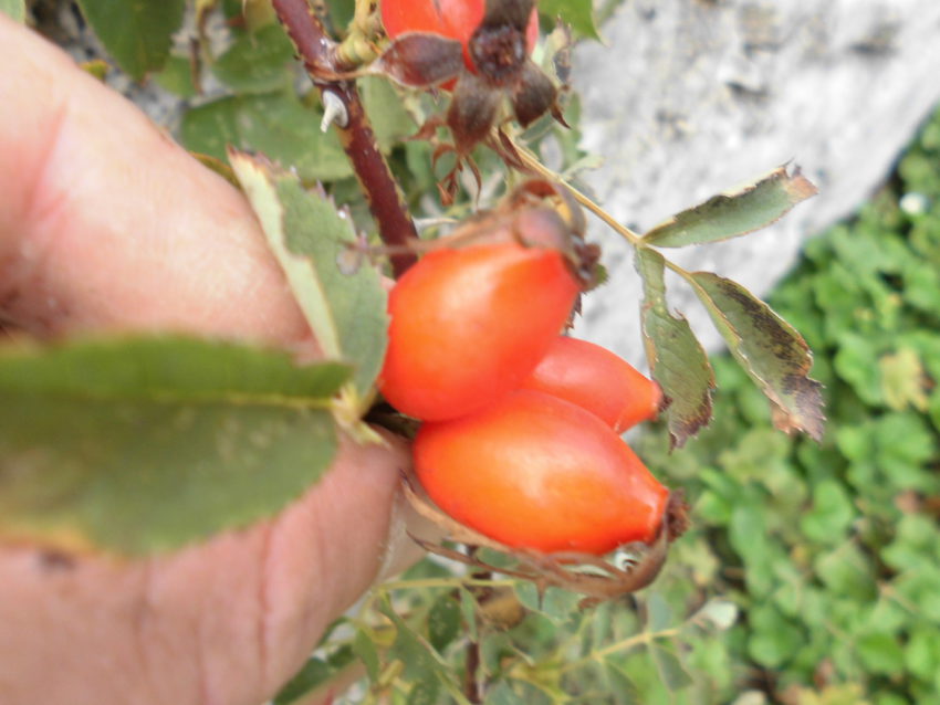 Rosa di Damasco (Rosa damascena)