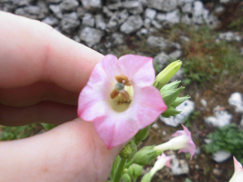 Tabacco (Nicotiana tabacum)