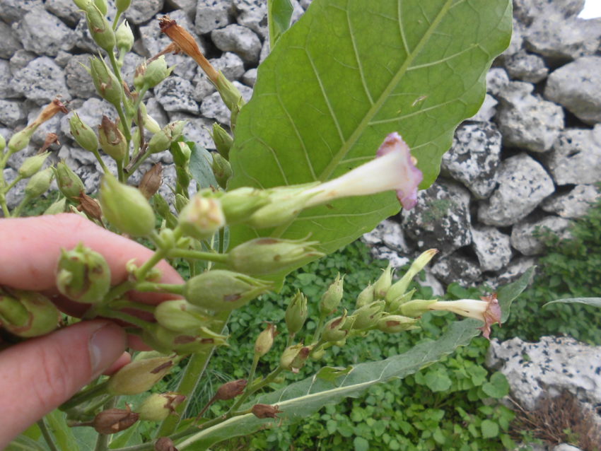 Tabacco (Nicotiana tabacum)