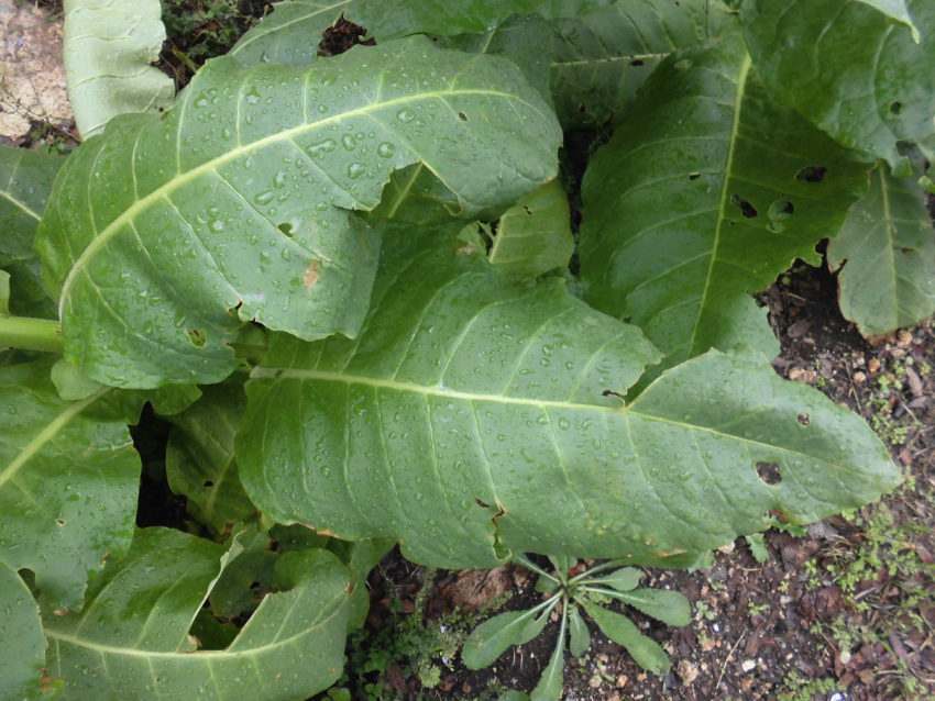 Tabacco (Nicotiana tabacum)
