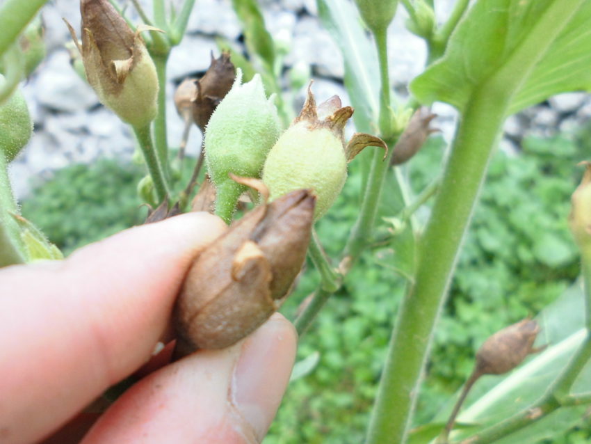 Tabacco (Nicotiana tabacum)