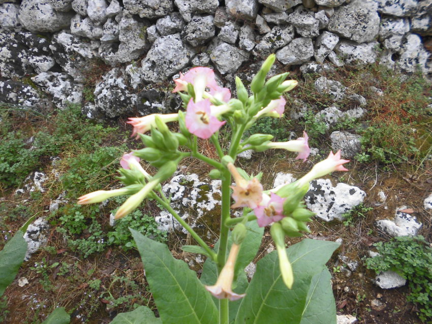 Tabacco (Nicotiana tabacum)