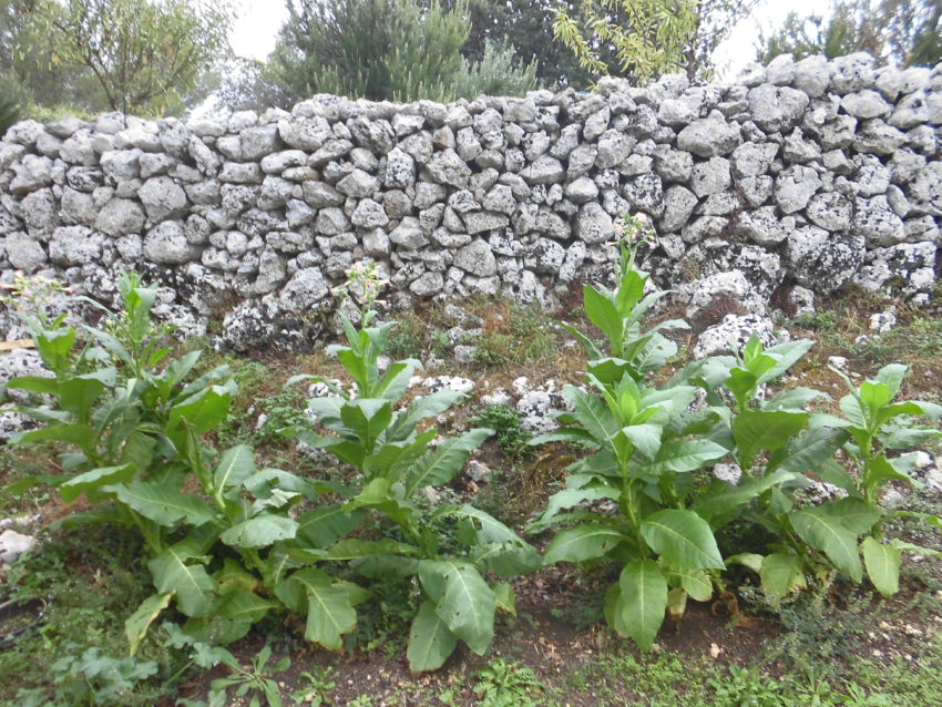 Tabacco (Nicotiana tabacum)