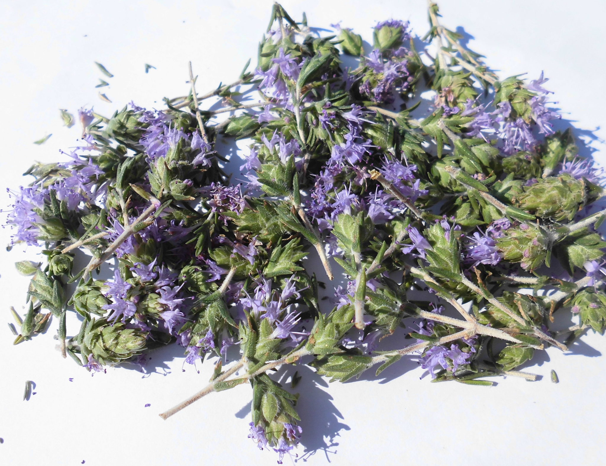 Timo selvatico (Thymus capitatus) - Visione Curativa
