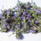 Timo selvatico (Thymus capitatus)