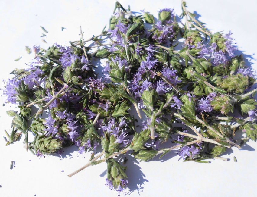 Timo selvatico (Thymus capitatus)