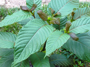 KRATOM, MOLTO PIU’ DI UN OPPIODE