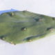 Fico d'India (Opuntia ficus-indica)