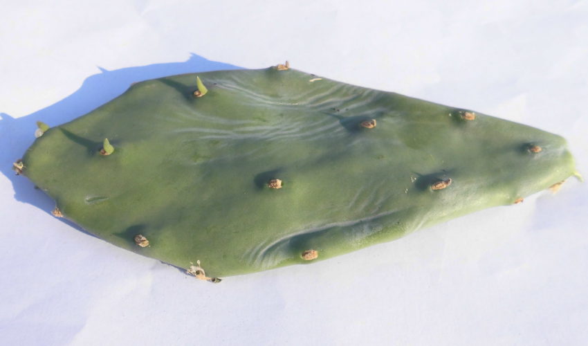 Fico d'India (Opuntia ficus-indica)
