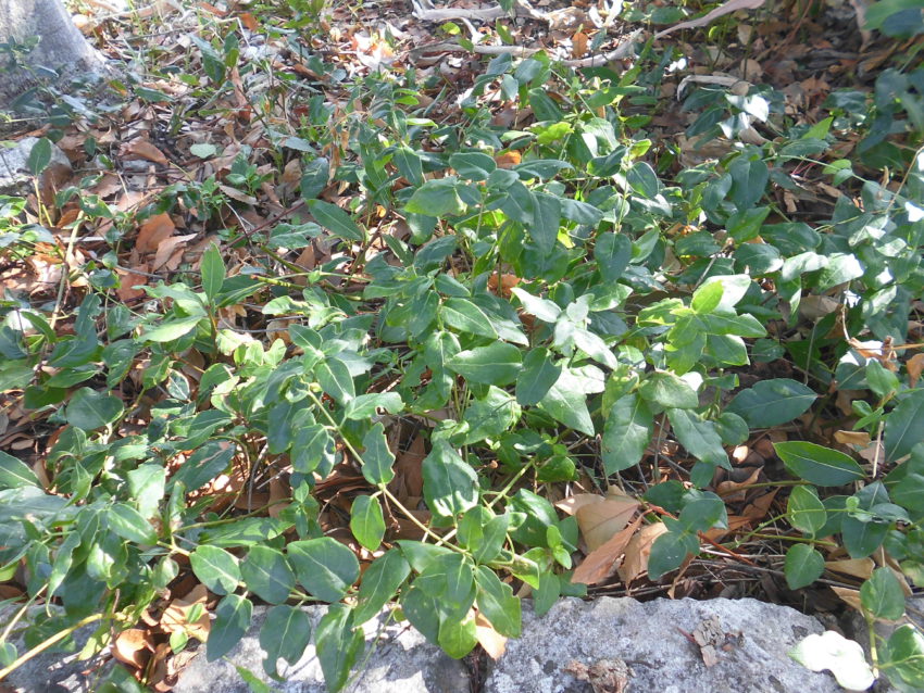 Pervinca (Vinca minor)