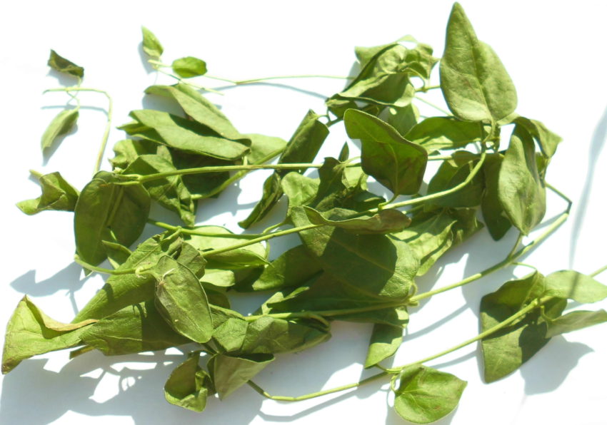 Pervinca (Vinca minor)