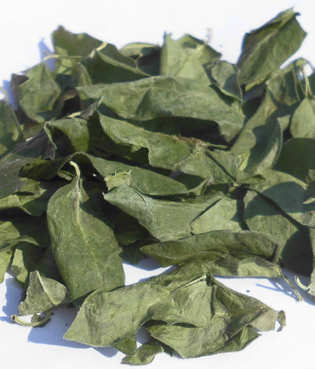 Pervinca (Vinca minor)