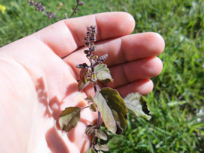 Tulsi (Ocimum sanctum)