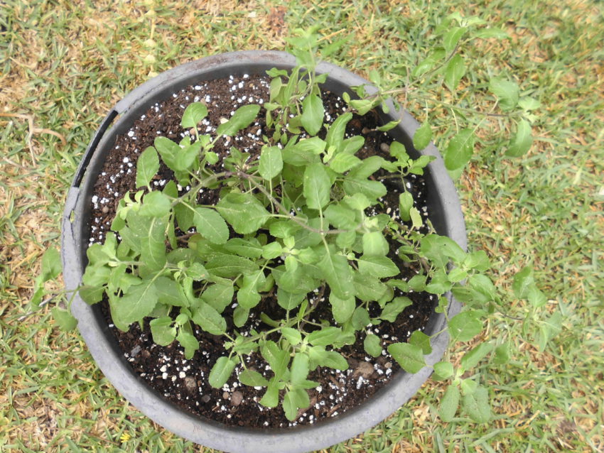 Tulsi (Ocimum sanctum)