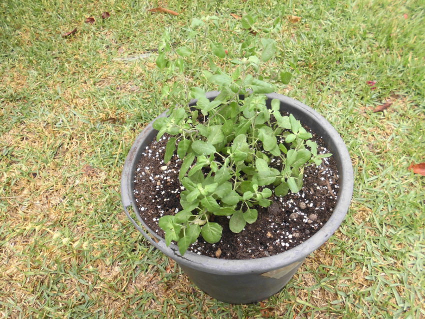 Tulsi (Ocimum sanctum)