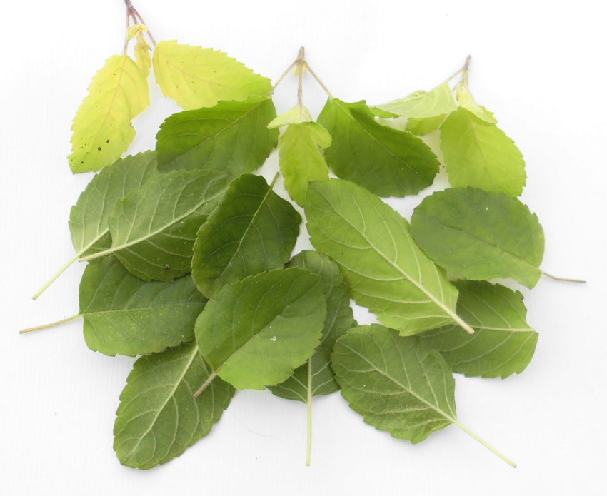 Tulsi (Ocimum sanctum)
