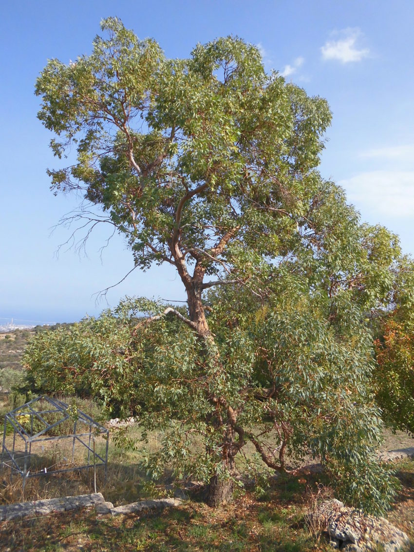 Eucalipto del sidro (Eucalyptus gunnii)