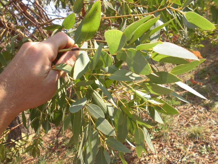 Eucalipto del sidro (Eucalyptus gunnii)