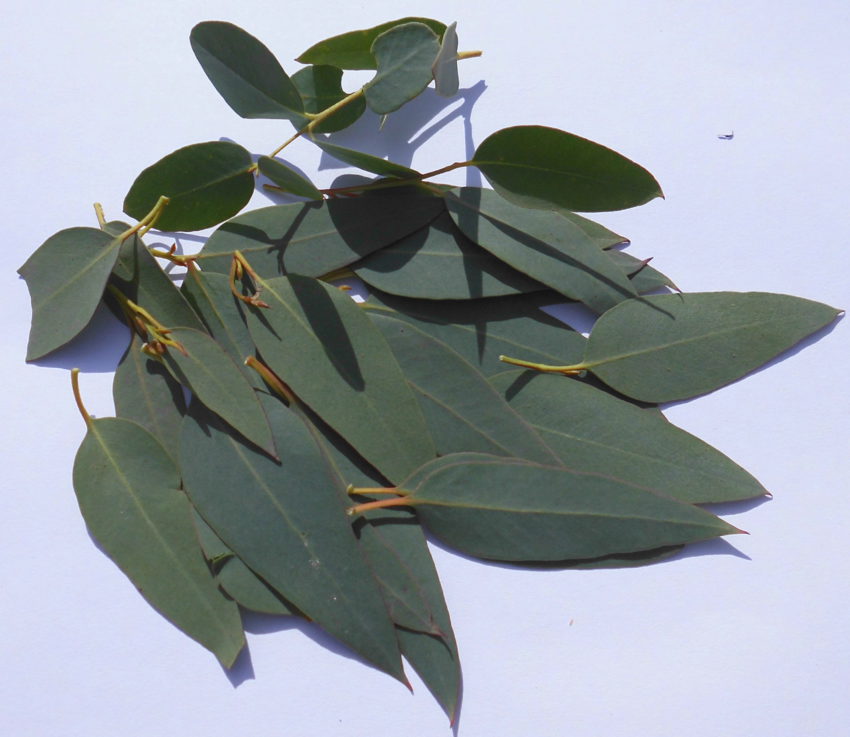 Eucalipto del sidro (Eucalyptus gunnii)