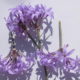 Aglio selvatico (Tulbaghia violacea)