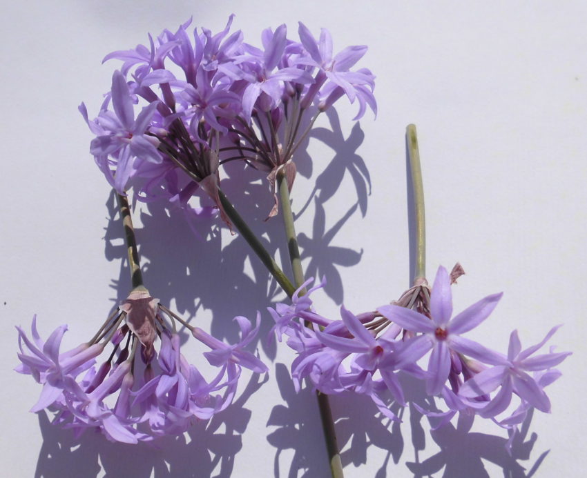 Aglio selvatico (Tulbaghia violacea)