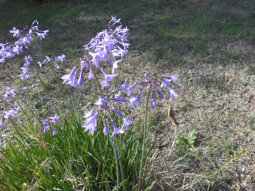 Aglio selvatico (Tulbaghia violacea)