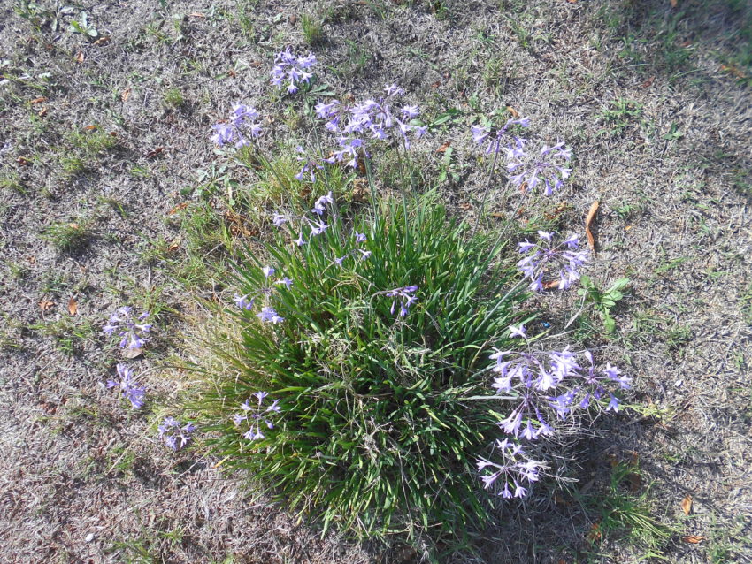 Aglio selvatico (Tulbaghia violacea)