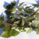 Grespino (Sonchus oleraceus)