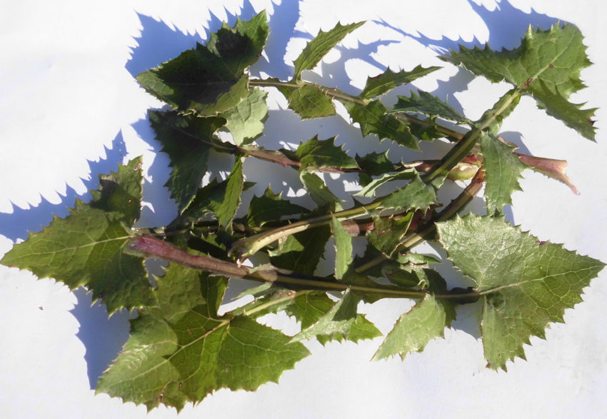 Grespino (Sonchus oleraceus)