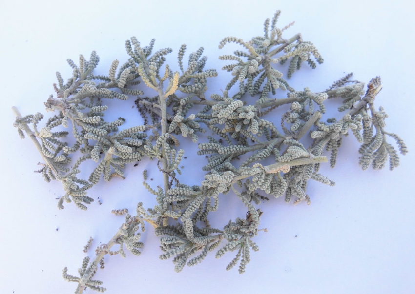 Santolina (Santolina chamaecyparissus)