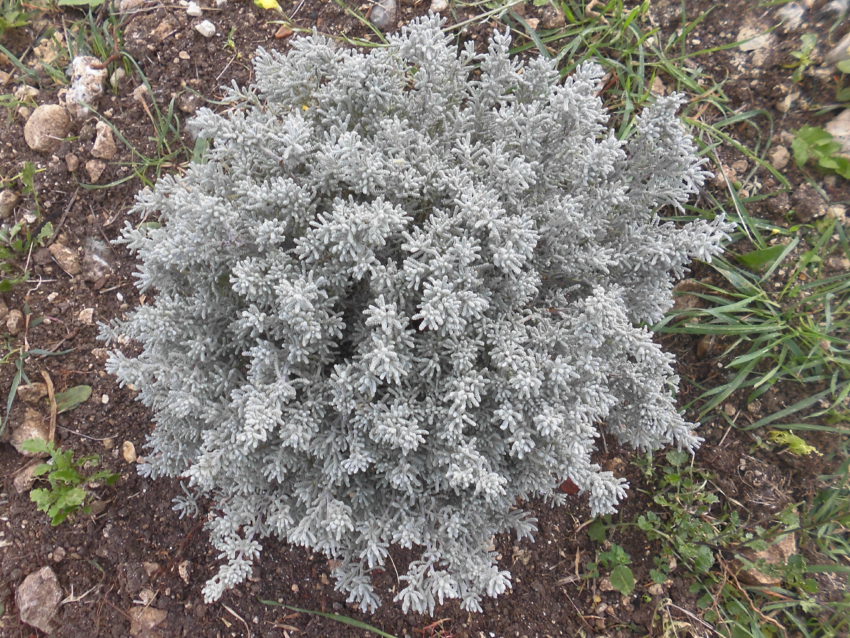 Santolina (Santolina chamaecyparissus)