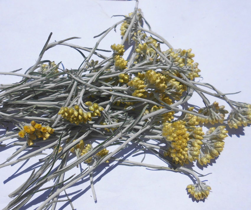 Elicriso (Helichrysum italicum)