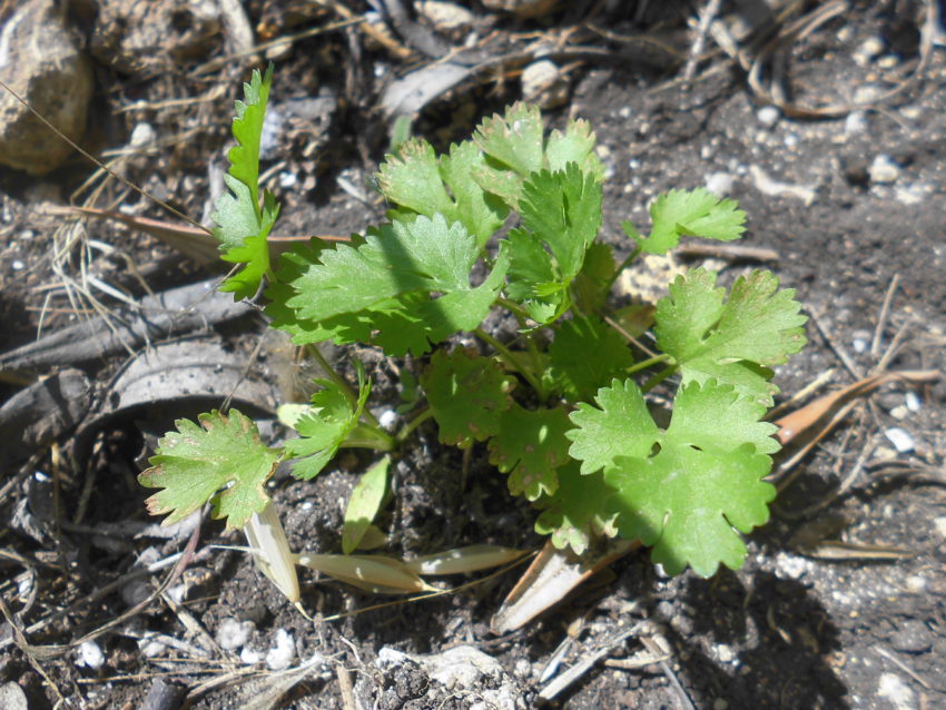 Coriandolo (Coriandrum sativum)