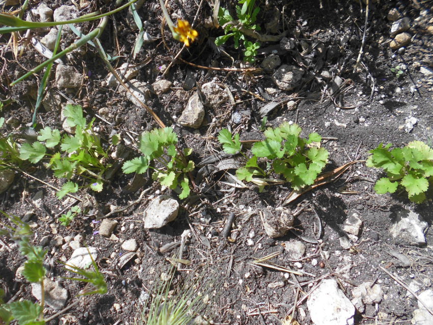Coriandolo (Coriandrum sativum)