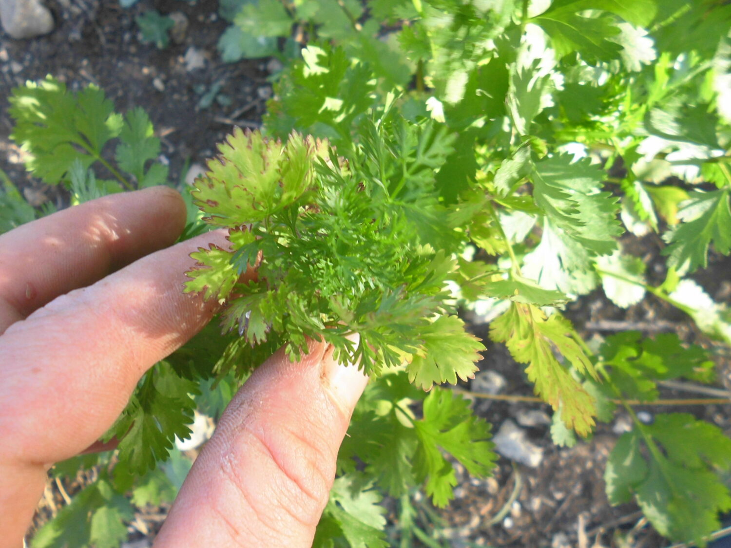 Coriandolo (Coriandrum sativum)