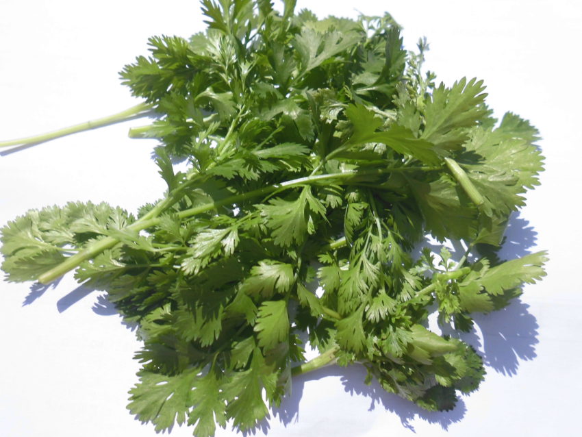 Coriandolo (Coriandrum sativum)